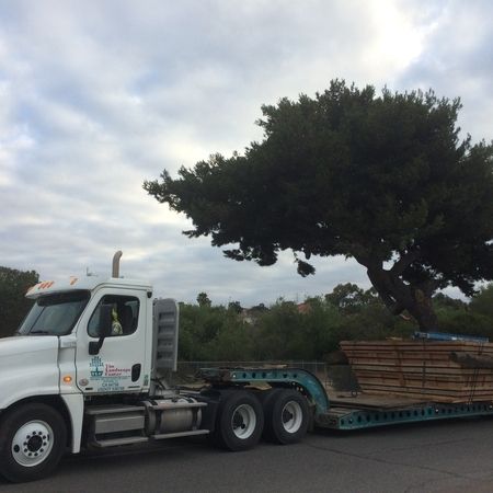 Expert Tree Relocation Service in California | Any Palm or Tree