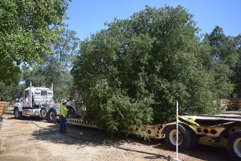 Expert Tree Relocation Service in California | Any Palm or Tree