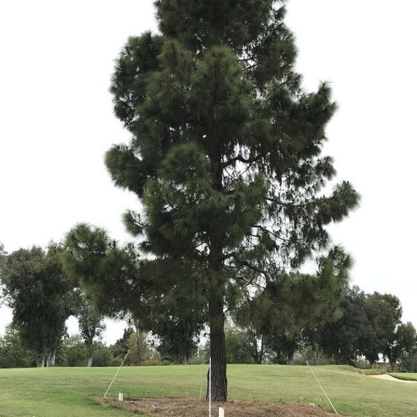 The Landscape Center