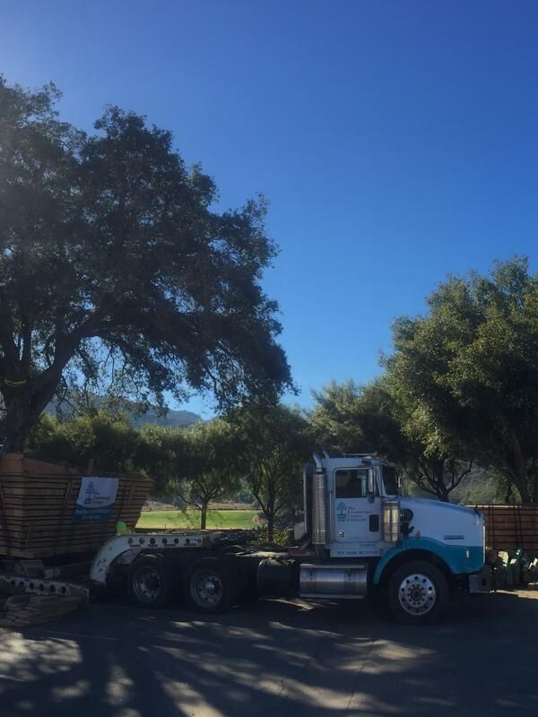 Tree Relocation Tree Boxing Tree Salvage Oak Tree California