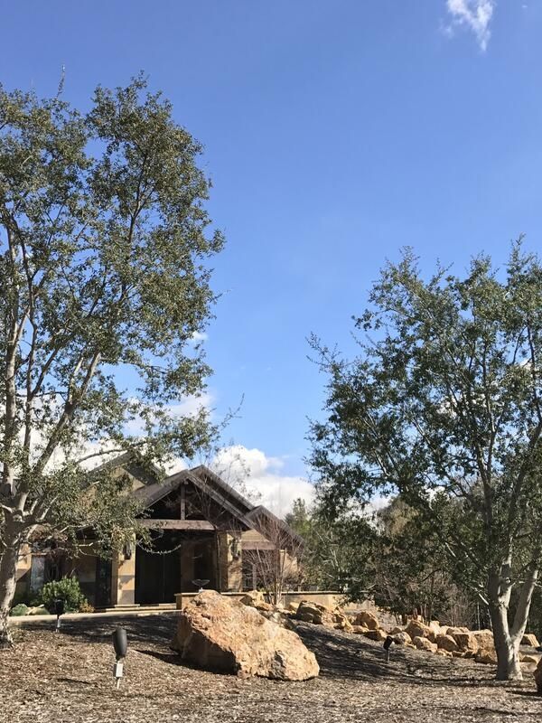 Quercus agrifolia California Live Oak Install