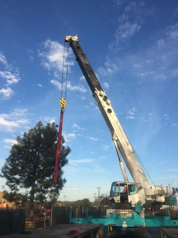 tree relocation crane pine tree