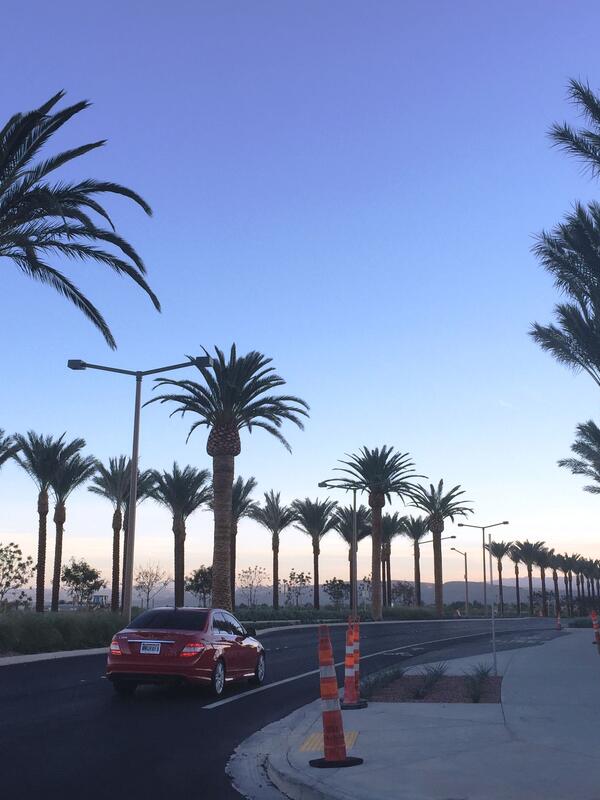 Summerlin Phoenix canariensis Howard Hughes