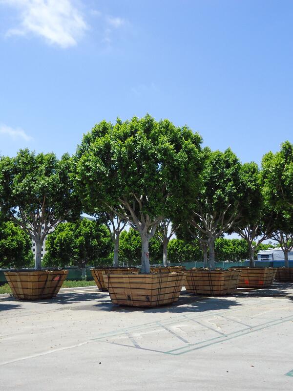 Ficus Tree Storage Maintenance Irvine