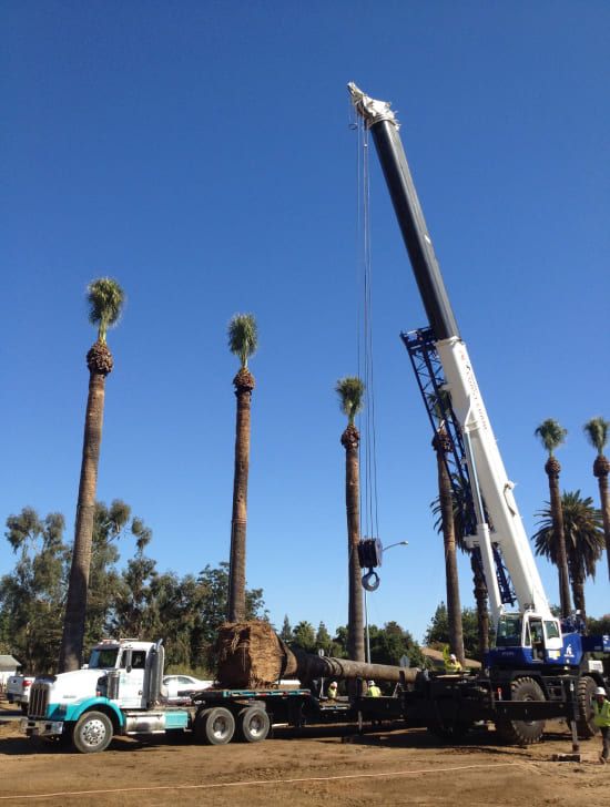 Unmatched Specimen Trees for California